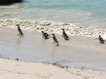 Foto Pinguine am Strand