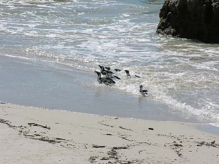 Fotos Pinguine am Strand | 