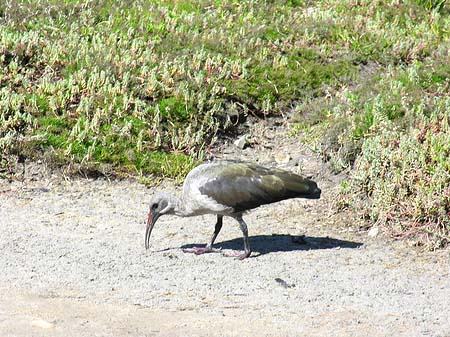 Foto Vögel